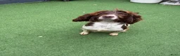 English Springer Spaniel dogs for sale:  OUR LOVELY ANNIE LOOKING FOR A VERY SPECIAL HOME in Doncaster - Advert 9