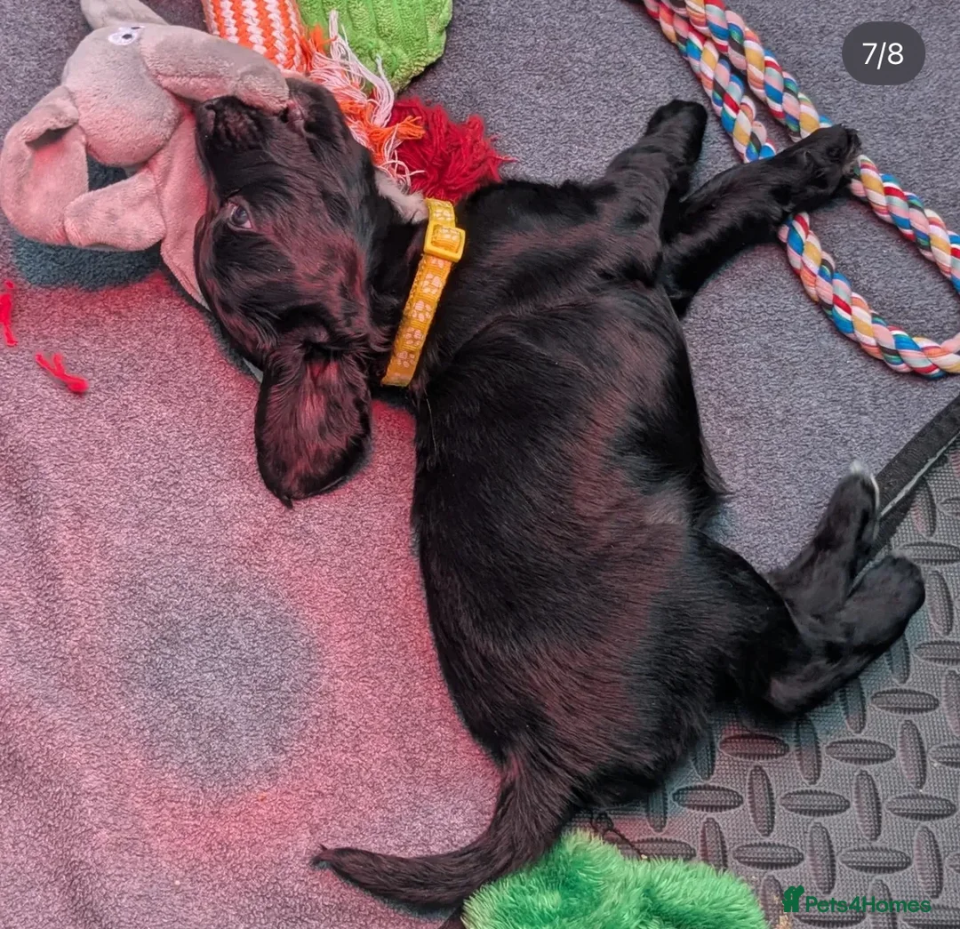 Mixed Breed dogs for sale: Mixed breed cocka pups - Advert 10