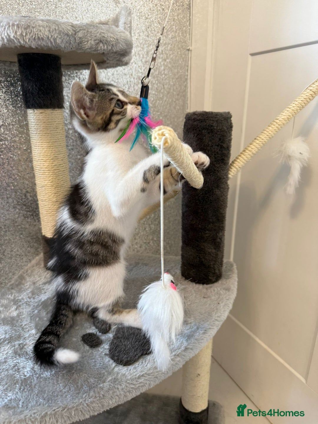 Mixed Breed cats for sale: Last half bengal baby boy 💕 - Image 1