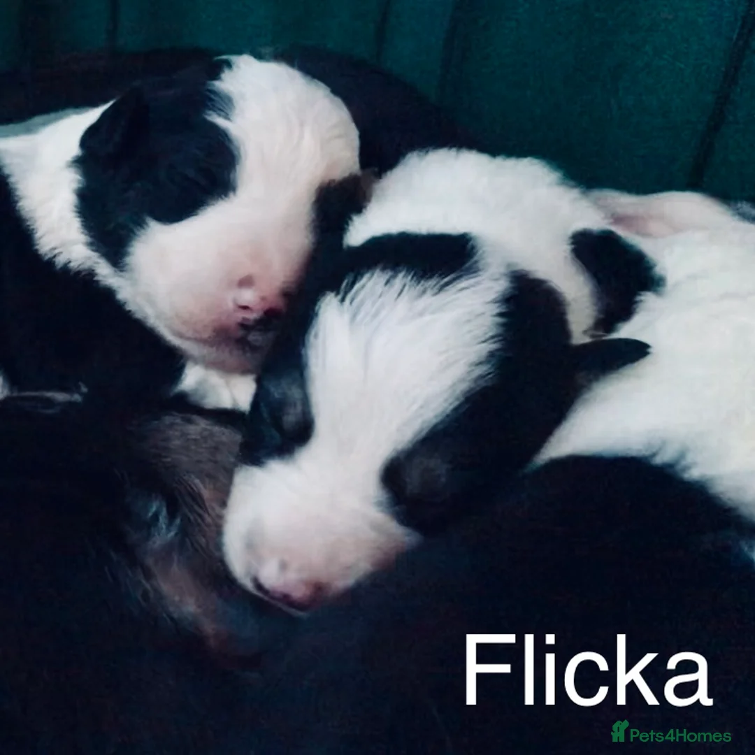 Border Collie dogs for sale: Beautiful Border Collie Puppies Classic Tricolour - Advert 6