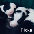 Flicka