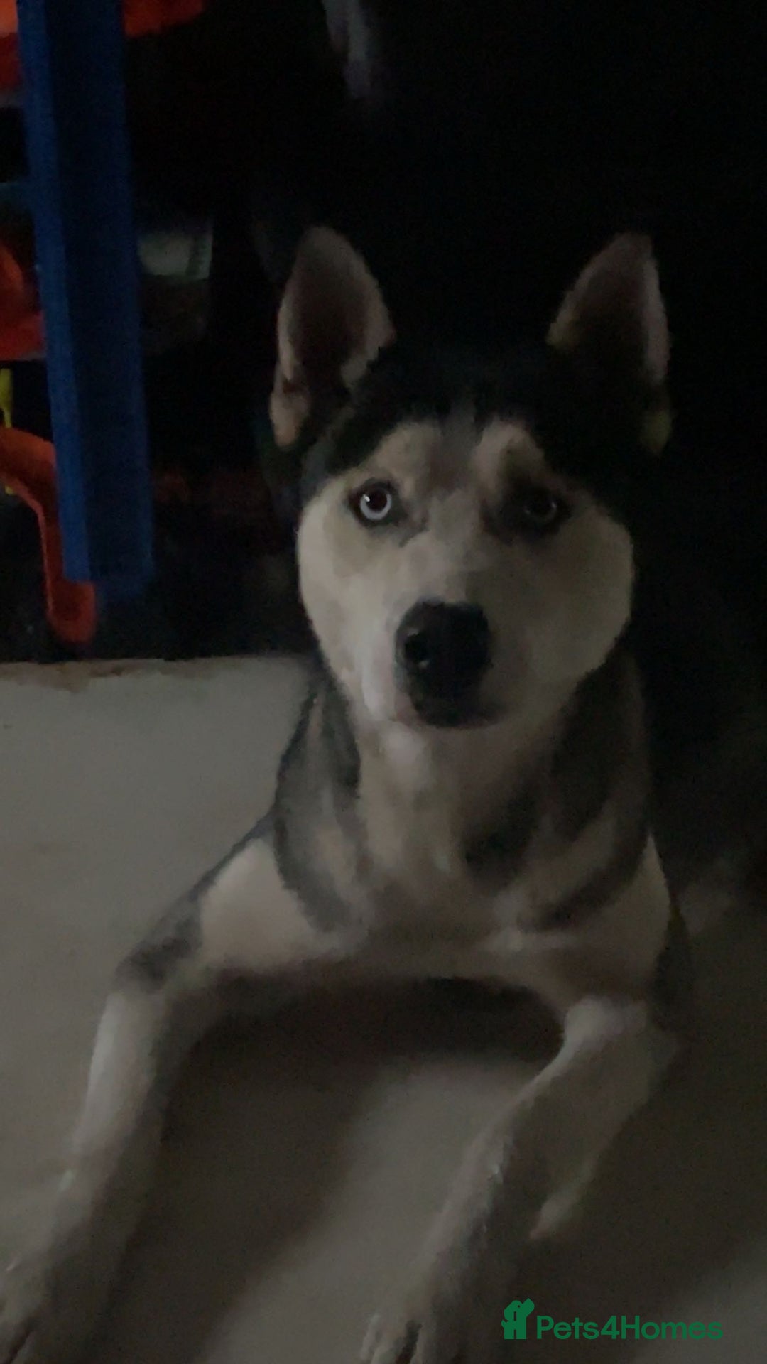 Siberian Husky dogs for sale: Keyara will be 2 on  ** s day - Advert 2