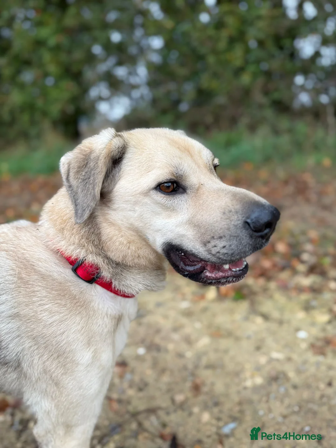 Mixed Breed dogs for adoption: 💙RUFUS💙- Young, Misunderstood, Fading In Kennels - Advert 13