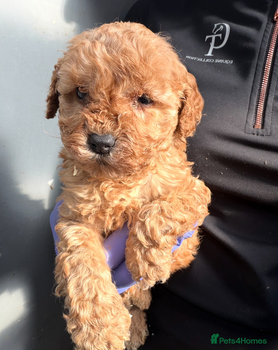 Cockapoo dogs Stunning very small Cockapoo male.  - Advert 3