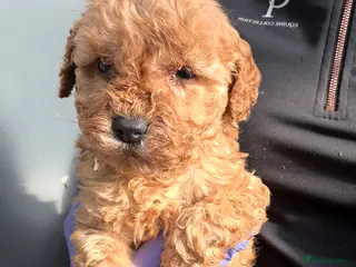 Cockapoo dogs Stunning very small Cockapoo male. - Advert 3