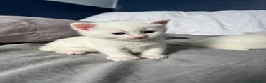 Mixed Breed Kitten 1