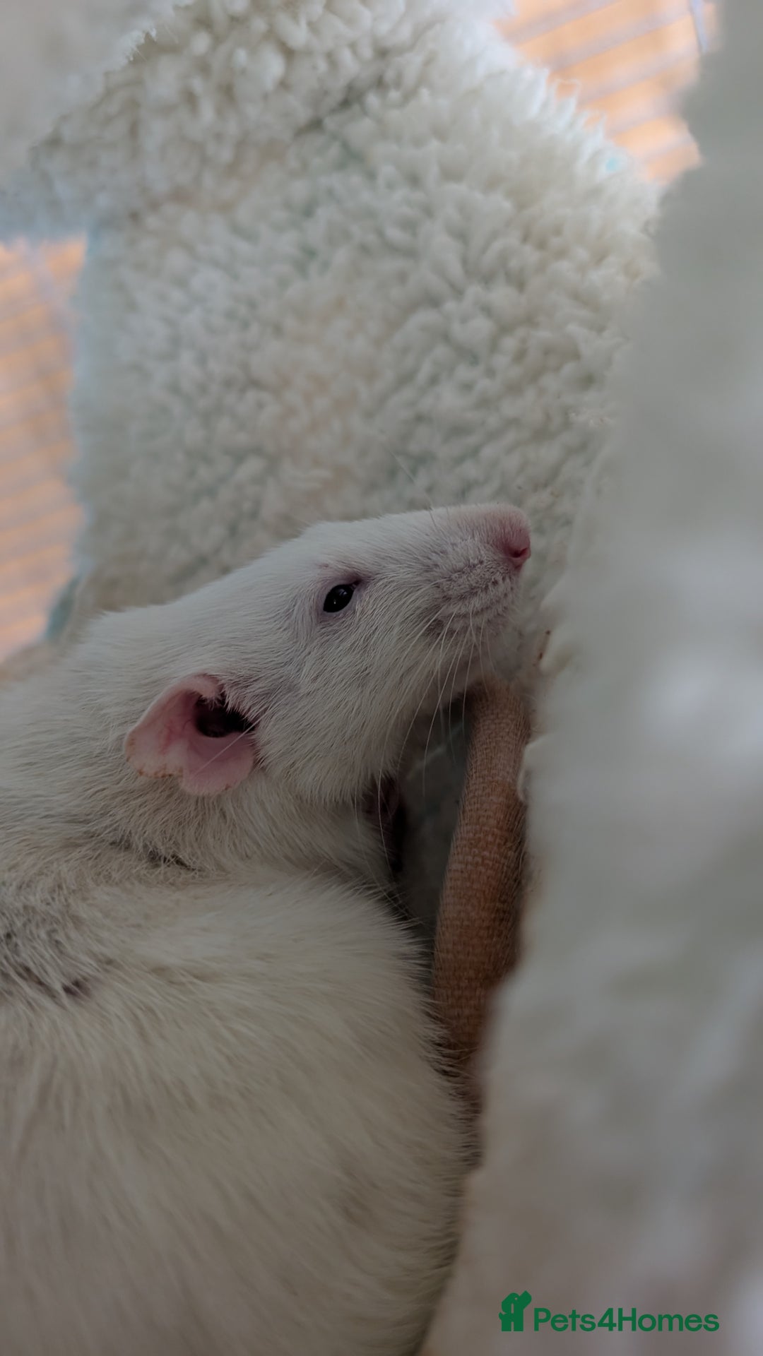 Rat rodents for sale: 3 female rats - Image 4