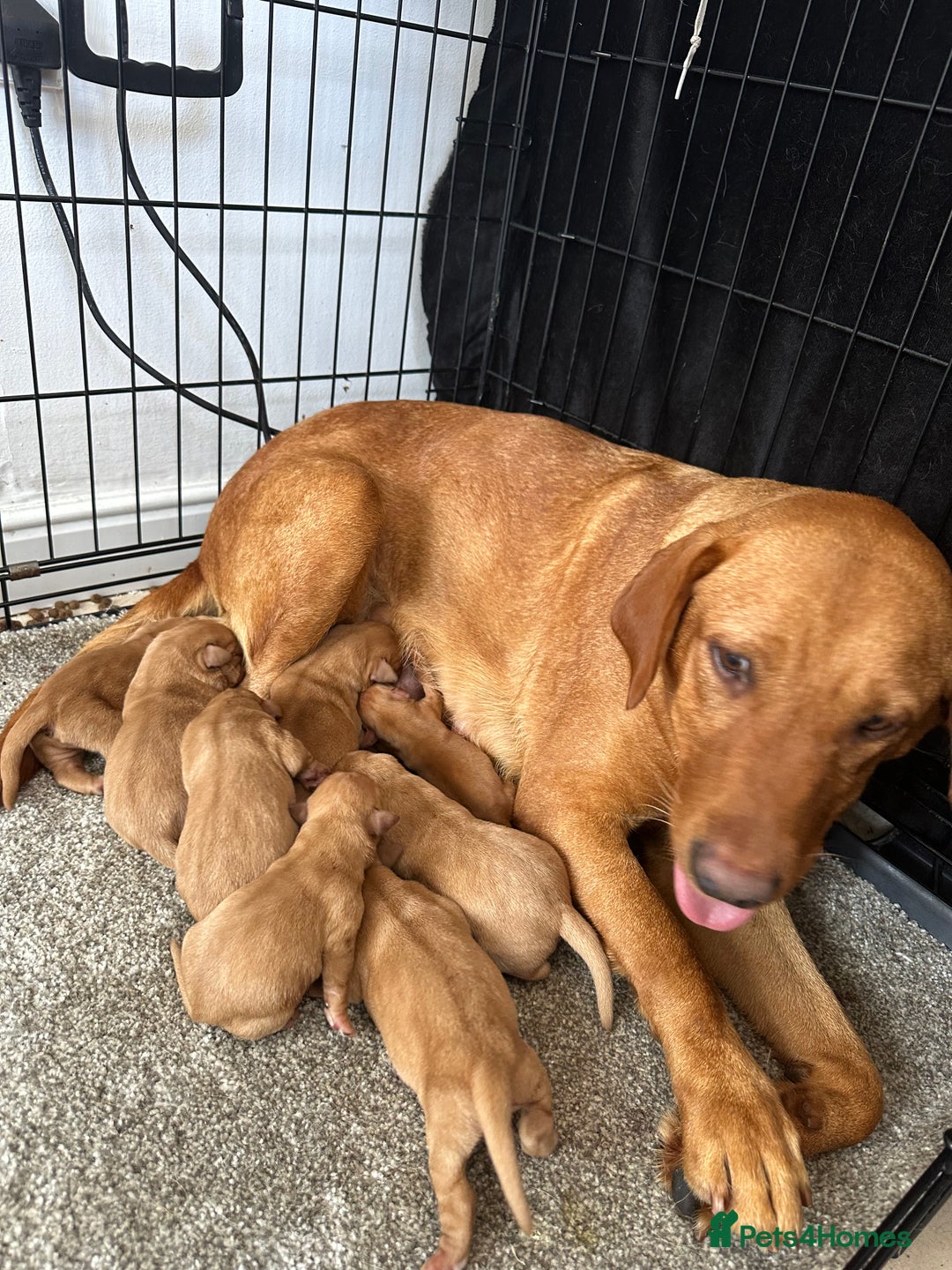 Labrador Retriever dogs for sale: Beautiful fox red Labrador pups - Image 38