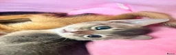 Abyssinian cats for sale: TICA Abyssinian kittens  - Advert 9