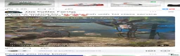 Pufferfish fish for sale: Spotted Congo puffers  - Advert 3