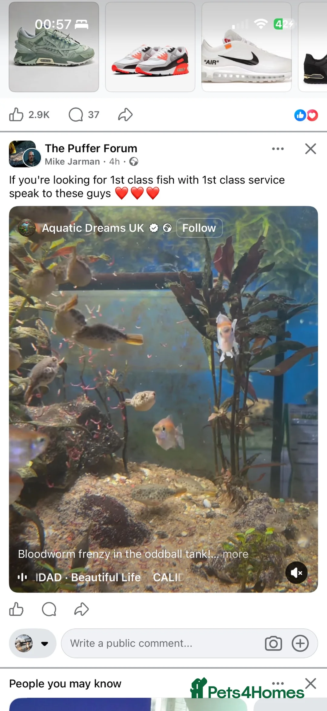 Pufferfish fish for sale: Spotted Congo puffers  - Advert 3