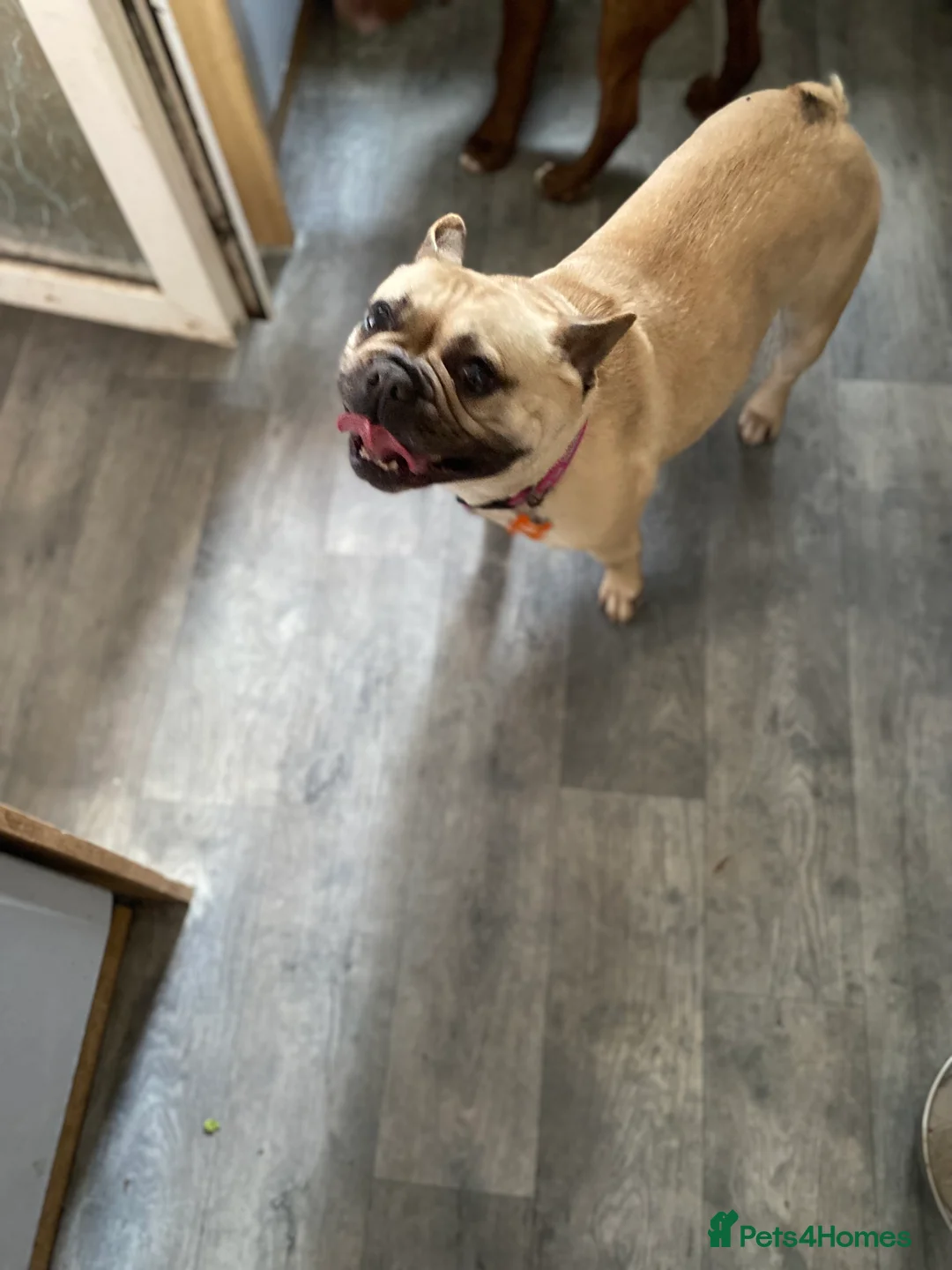 French Bulldog dogs for sale: Female loving girl in Sheffield - Advert 1