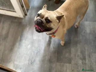 French Bulldog dogs Female loving girl in Sheffield - Advert 5