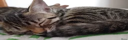 Bengal cats for sale: Bengal Kittens: Princess, Hunter & Friend - Advert 21