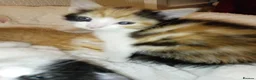 Mixed Breed cats for sale: Kittens for sale  in Airdrie - Advert 14