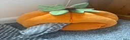 Ferret rodents for sale: 4 month old sandy male  in Cambridge - Advert 5