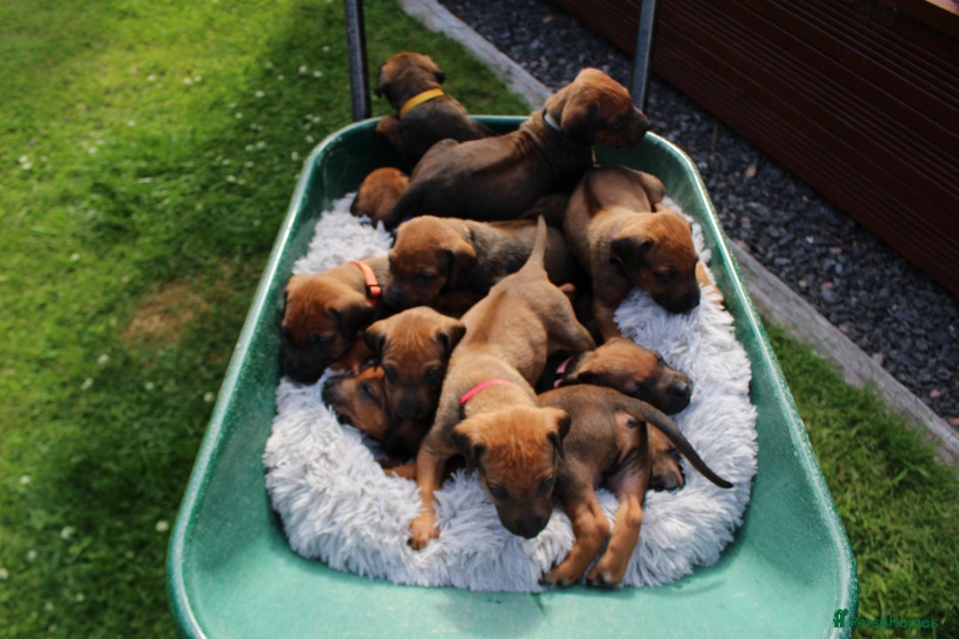 Rhodesian Ridgeback dogs for sale: Stunning Rhodesian RidgeBack Pups.. - Image 27