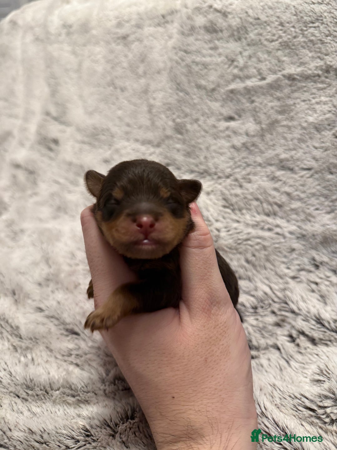 Mixed Breed dogs for sale: OUTSTANDING COLOURED TOY SCHNOODLES DNA CLEAR  - Advert 8