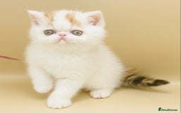 Exotic cats for sale: 🏆PREMIUM QUALITY KITTENS🏆 - Image 4