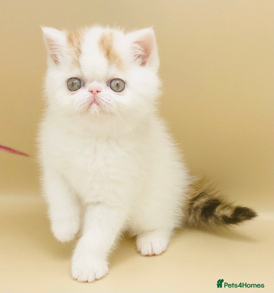 Exotic cats for sale: 🏆PREMIUM QUALITY KITTENS🏆 - Image 4