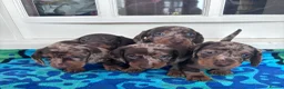 Miniature Dachshund dogs for sale: BEAUTIFUL MINI DACHSHUND PUPPIES - Advert 1