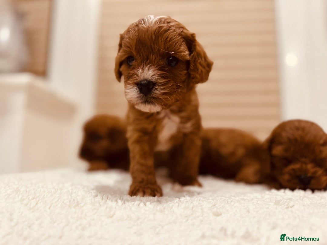 Cavapoo dogs for sale: A wonderful litter of 6 red teddy cavapoos  - Advert 10