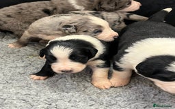 Bernese Mountain Dog dogs for sale: Stunning Chunky Bordernese Puppies - Image 37