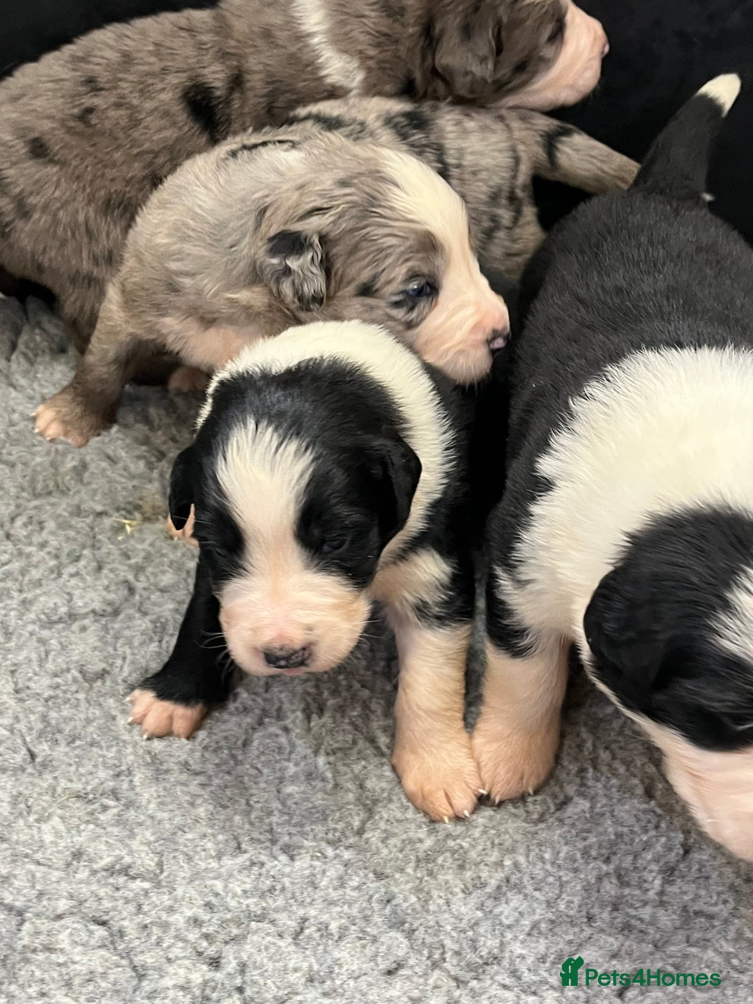 Bernese Mountain Dog dogs for sale: Stunning Chunky Bordernese Puppies - Image 37