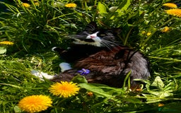 British Longhair cats for sale: 🐾 Playful Young Cat in Need of a Loving Home - Image 1