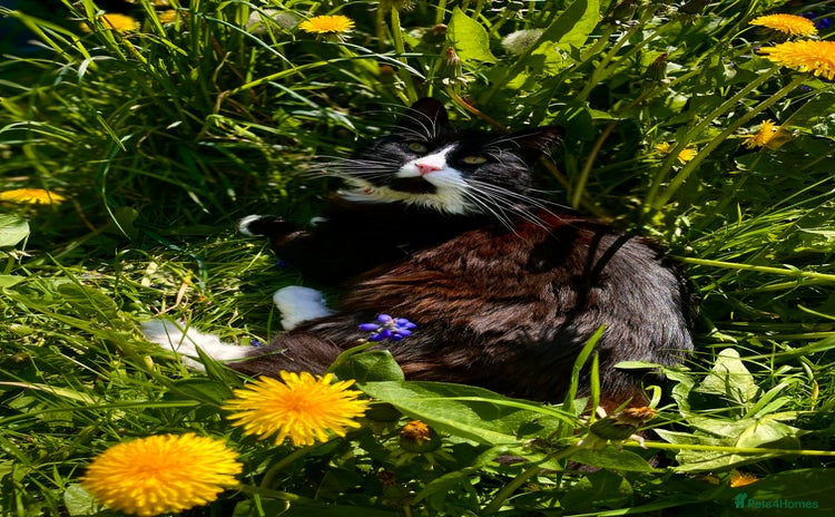 British Longhair cats - Advert 2