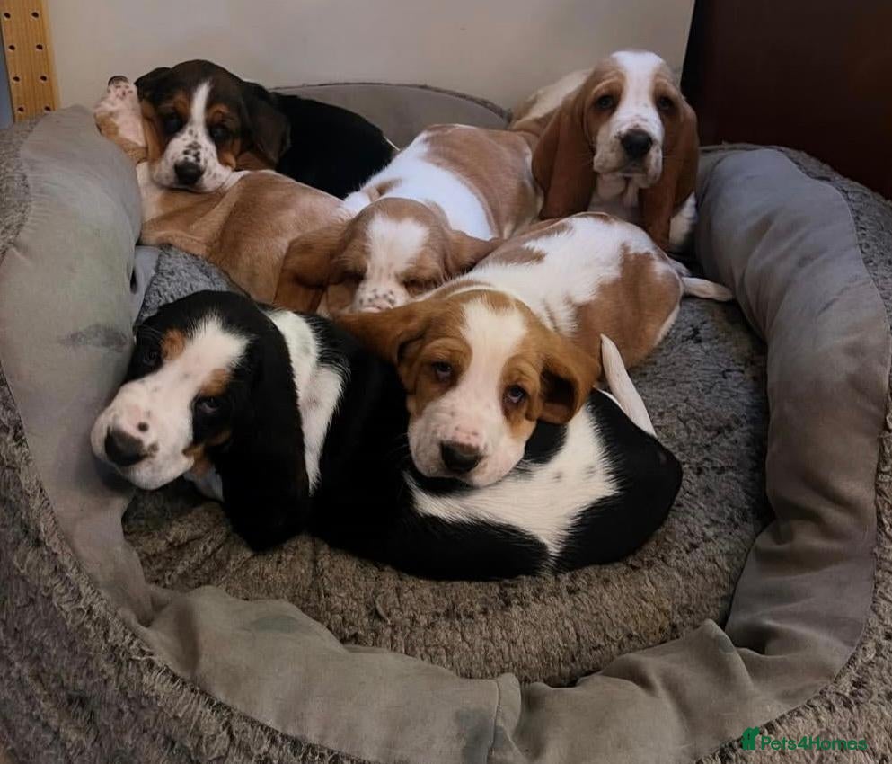 Basset Hound dogs for sale: Four Basset Hound Puppies with Loving Family Roots - Advert 1