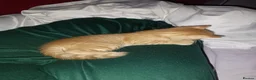Mixed Breed cats for sale: Mixed breed kittens for sale (1 boy, 2 girls) - Advert 4