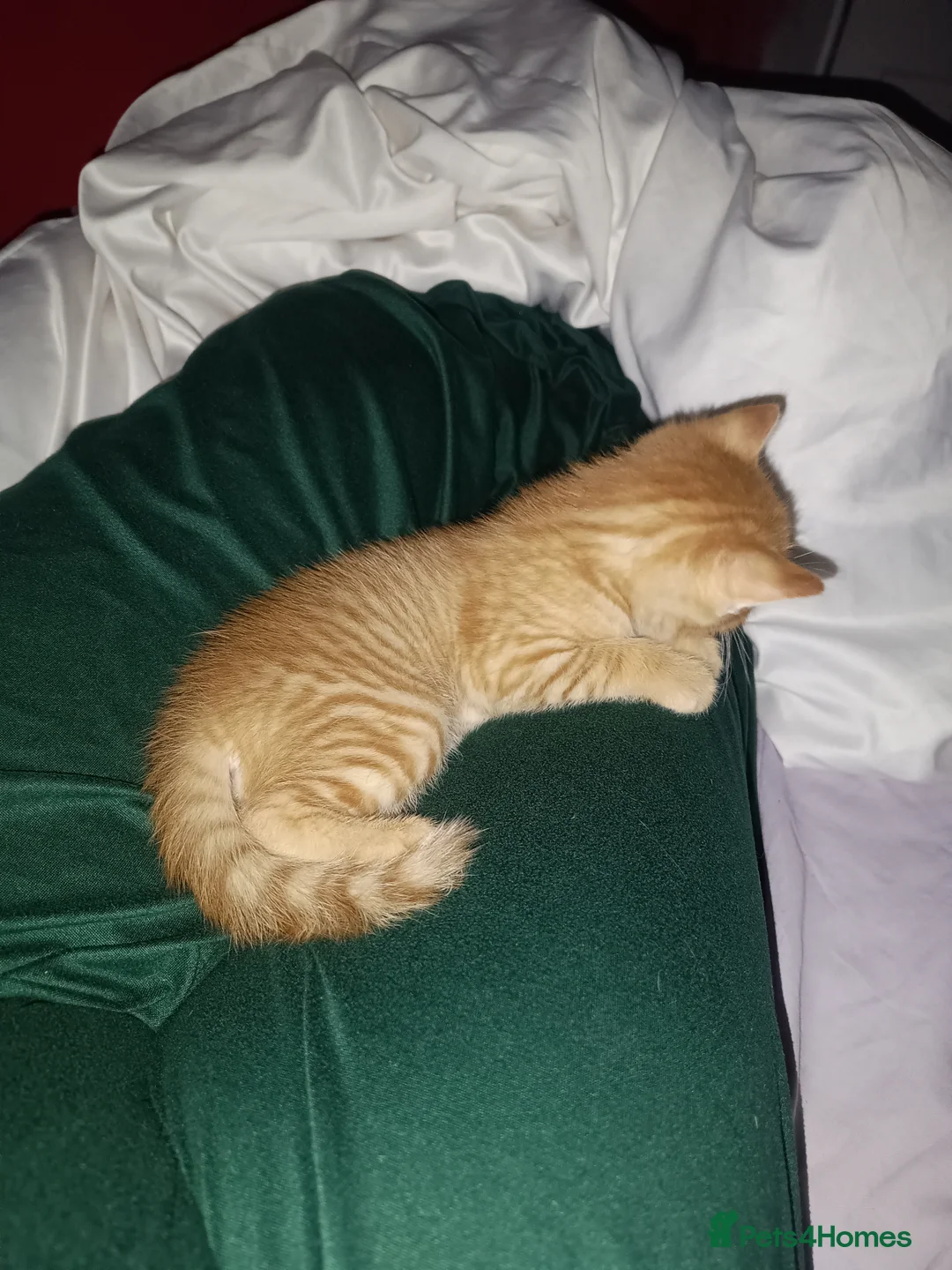 Mixed Breed cats for sale: Mixed breed kittens for sale (1 boy, 2 girls) - Advert 4