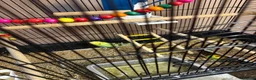 Budgerigars birds for sale: 3 budgies and cadge  in Preston - Advert 3
