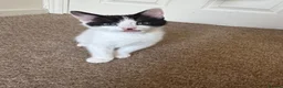 Mixed Breed cats for sale: 5 beautiful kittens ready for new home - Advert 6