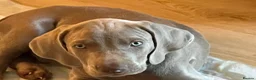 Weimaraner dogs for sale: Ready to go Weimaraner puppies KC registered - Advert 28
