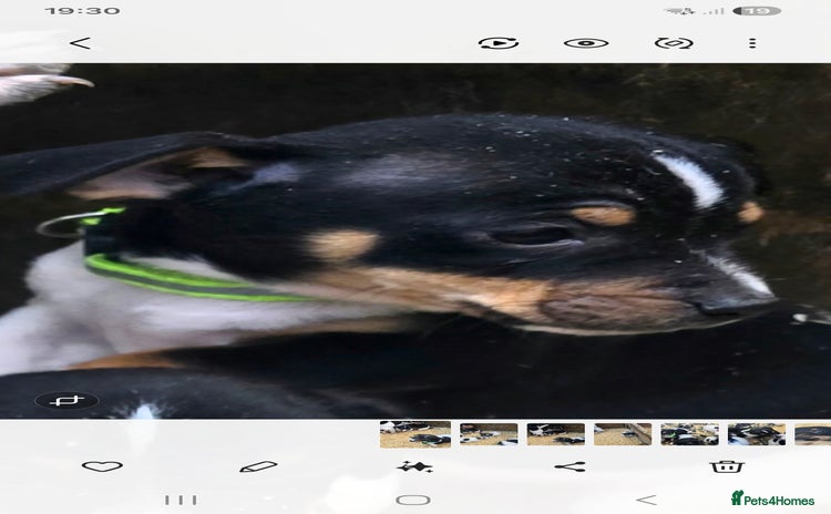 Jack Russell dogs Jack russel puppies - Advert 12