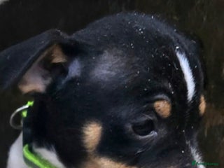 Jack Russell dogs Jack russel puppies - Advert 9