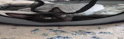 Bengal cats for sale: Beautiful kittens looking for a loving home  in Bournemouth - Advert 5