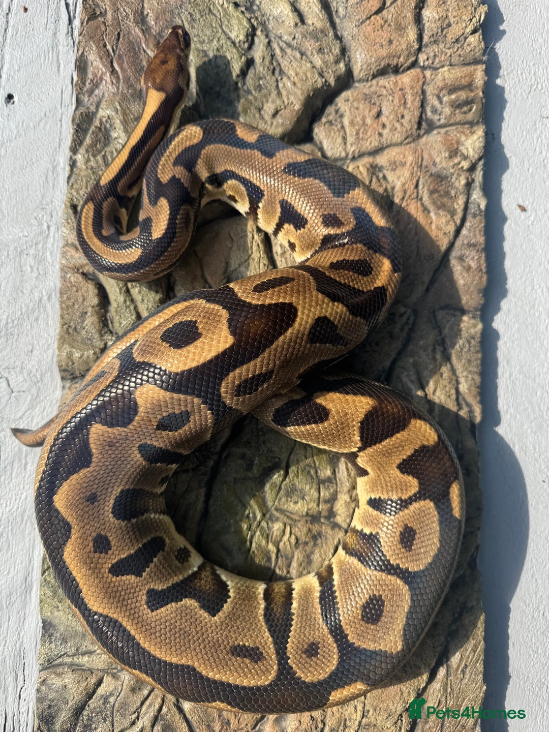 Python Snake reptiles for sale: Adult Female leopard het clown - Advert 2