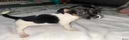 Jack Russell dogs for sale: Male Miniature Jack Russell puppy  in Llanelli - Advert 9