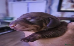 Miniature Dachshund dogs for sale: Chocolate and Tan mini dachshund  - Image 18
