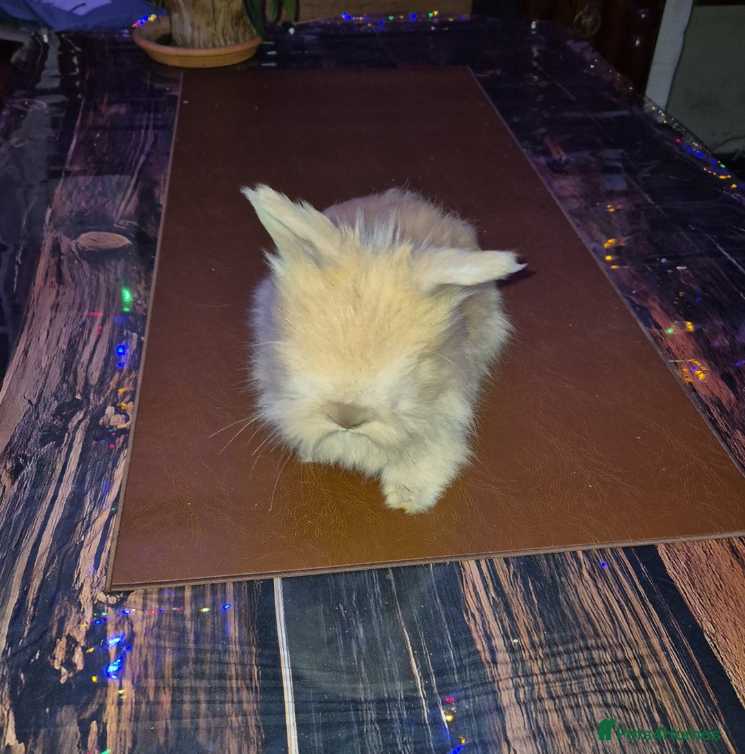 Angora rabbits for sale: Gorgeous Angora Rabbits, Pure Bred Full Faced. - Advert 9
