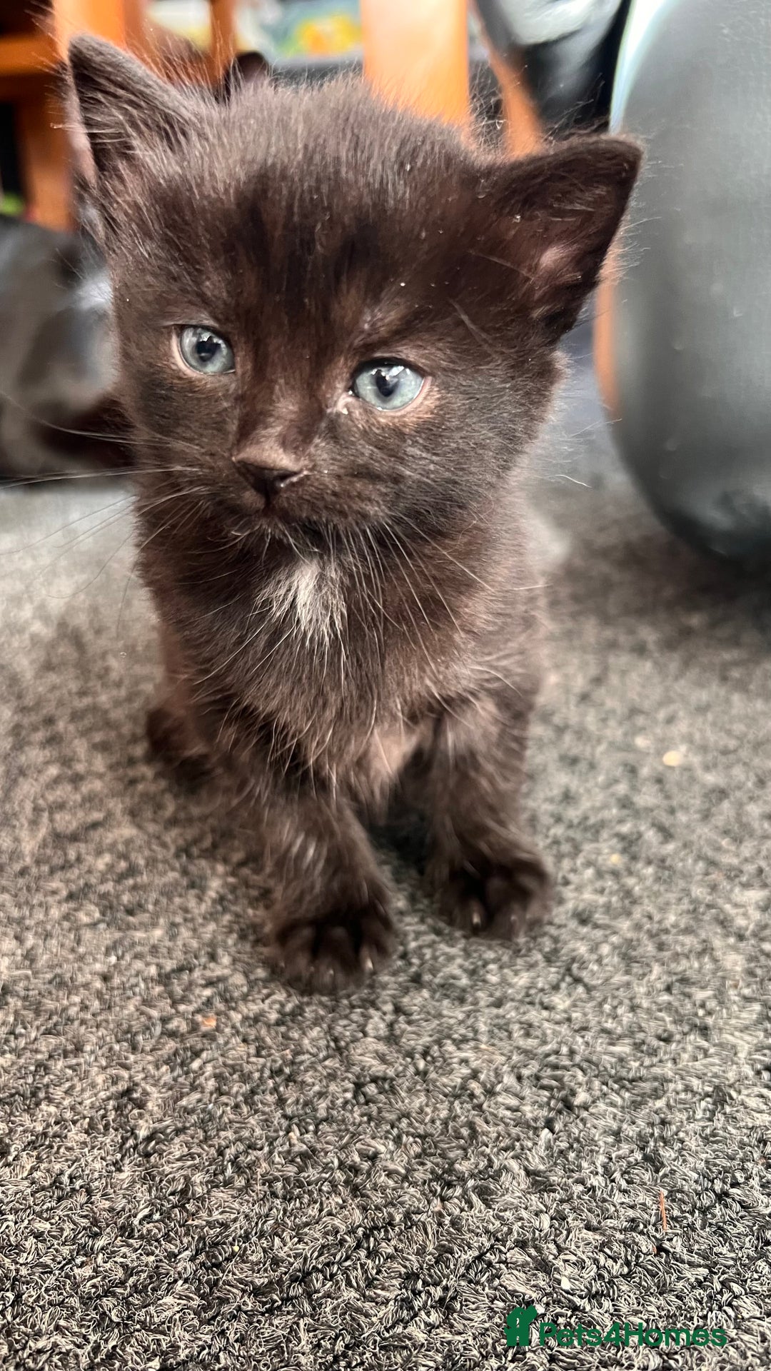 Mixed Breed cats for sale: adorable tuxedo kittens - Advert 19