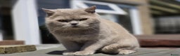 British Shorthair cats for stud: Beautiful lilac boy available for stud duties  - Advert 3