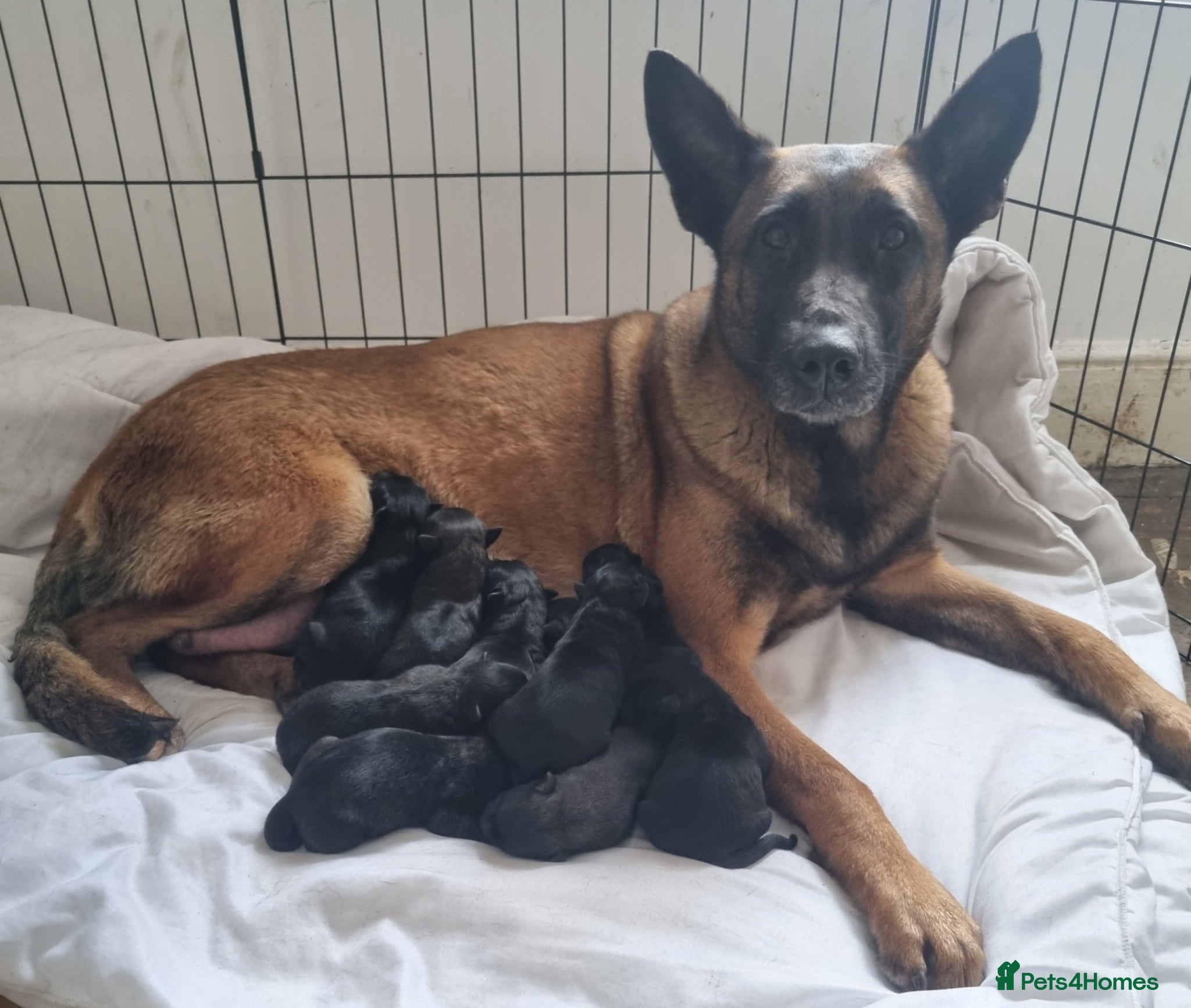 Belgian Shepherd Dog dogs Working Line Mali Pups. 5 males 2 female. - Advert 1