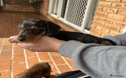 Miniature Dachshund dogs for sale: nicest raised Miniature dapple dachshund pups. - Image 3