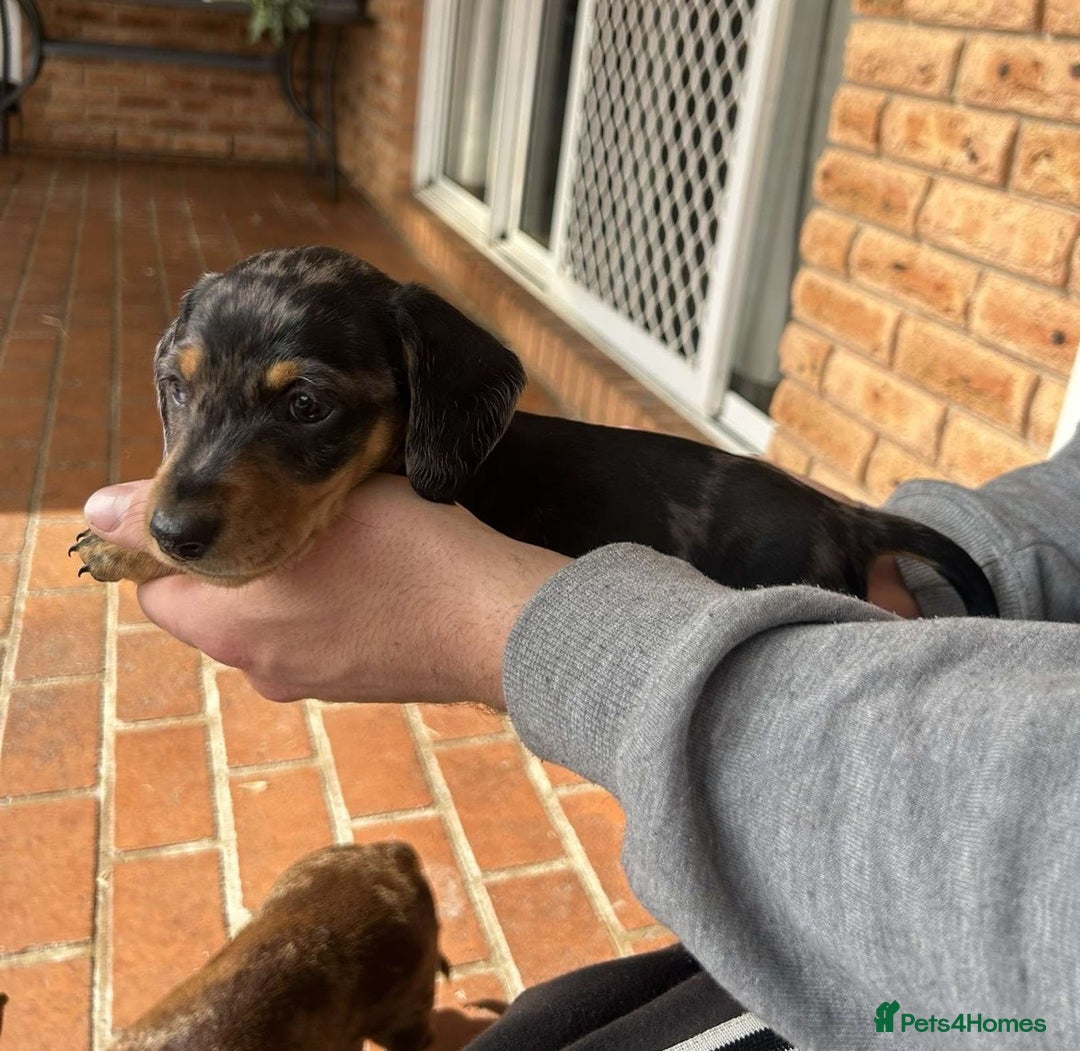 Miniature Dachshund dogs for sale: nicest raised Miniature dapple dachshund pups. - Image 3