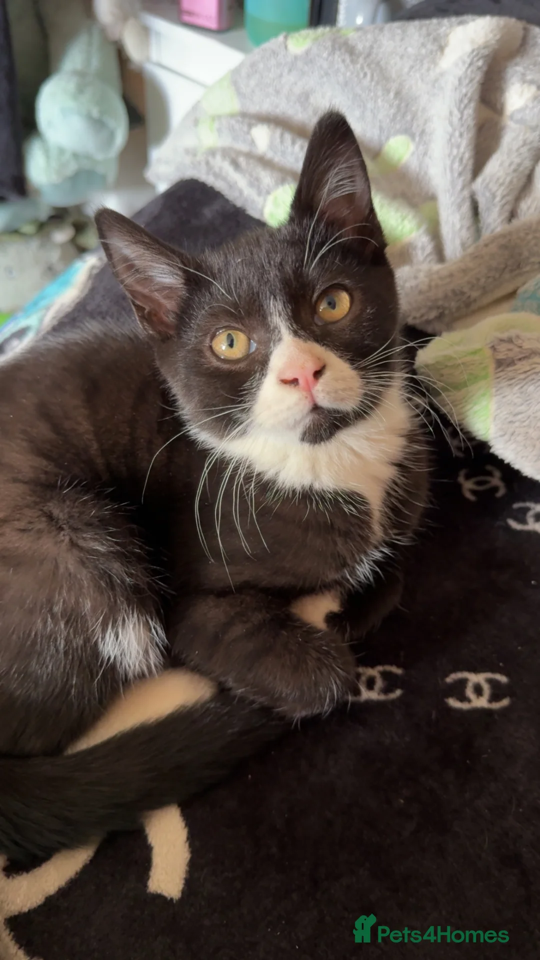 Mixed Breed cats for sale: Mixed breed kittens  - Advert 6