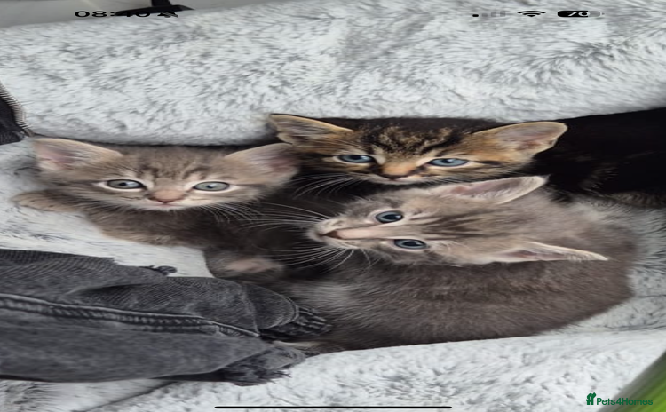Mixed Breed cats - Advert 12